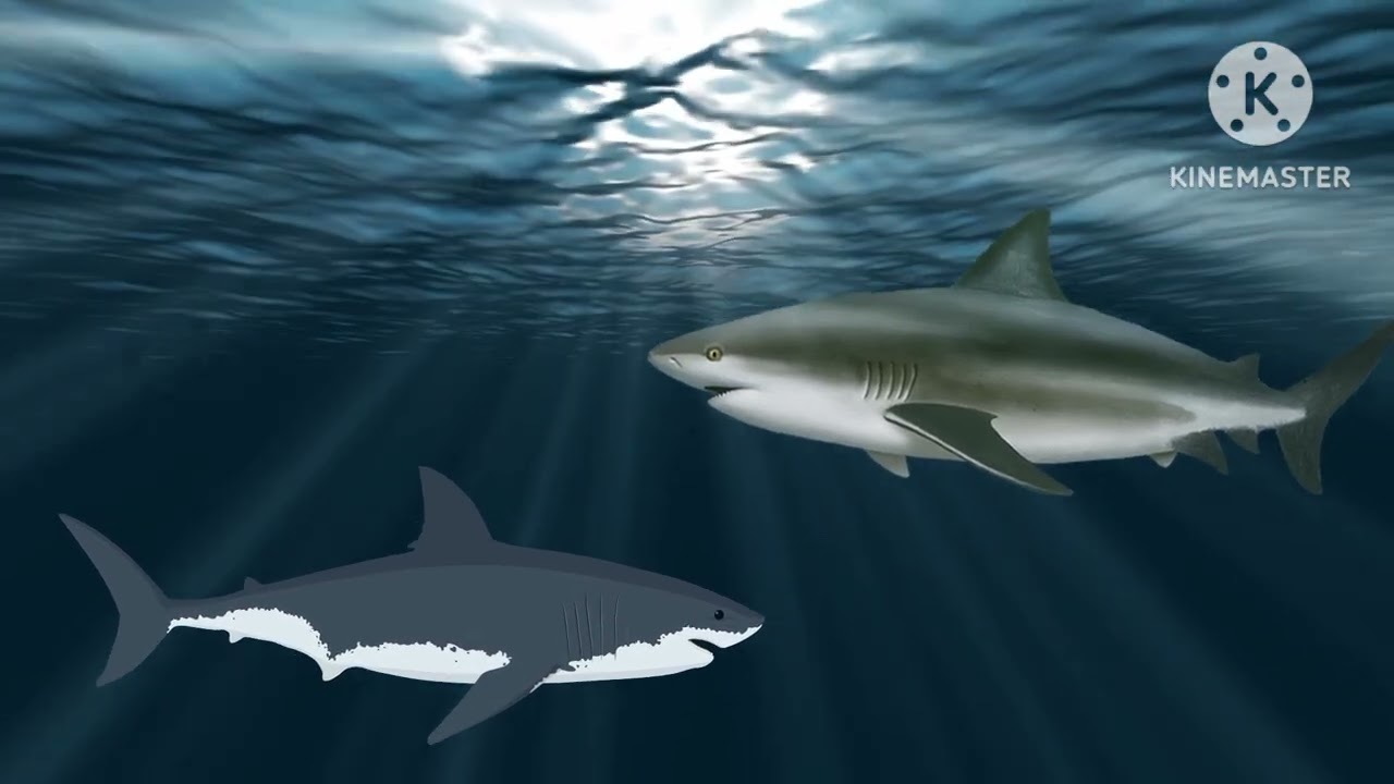 Episode 1 archer fish