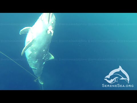 Serene Sea | Приловленные дельфины на дне Чёрного моря | Центр «Безмятежное Море»