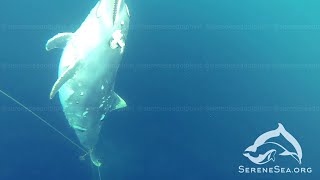 Приловленные дельфины на дне Чёрного моря — Центр «Безмятежное Море»