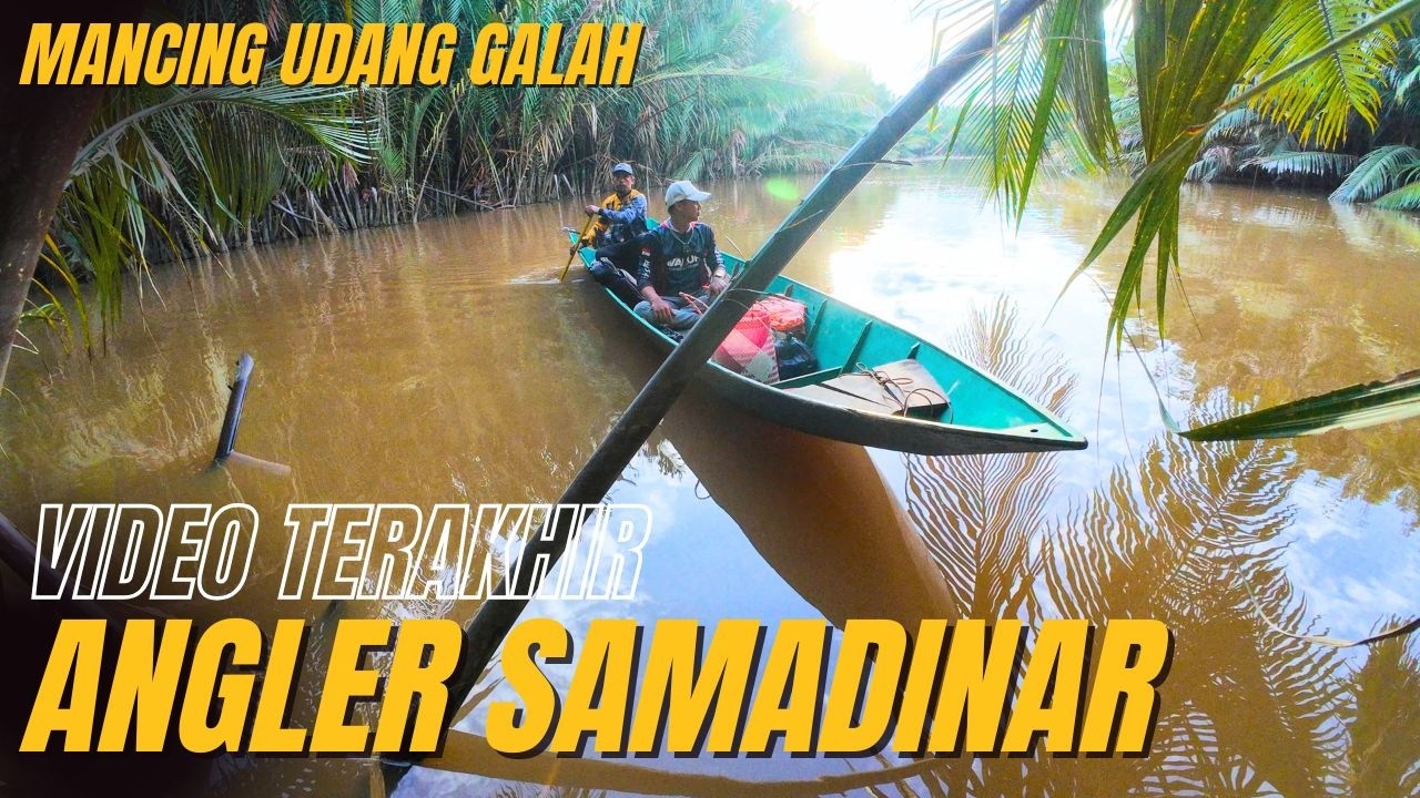 SPOT UDANG GALAH NEW‼️Video Terakhir Panen Udang Galah 