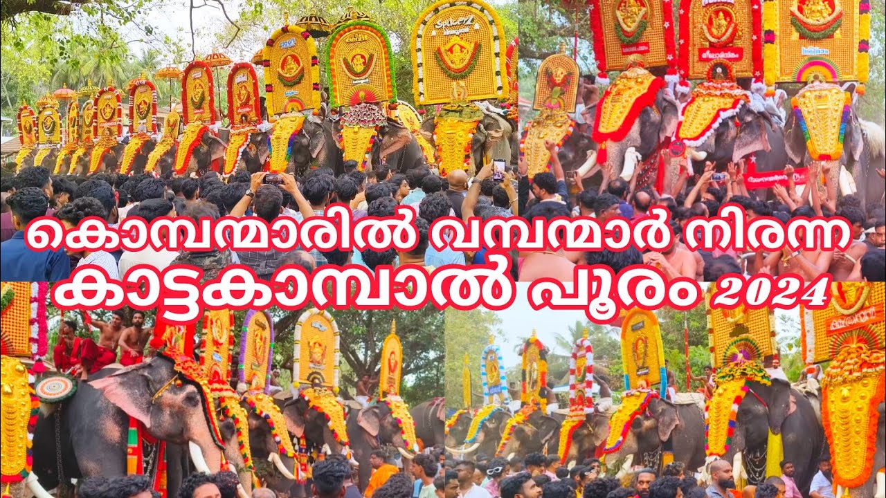 കൊമ്പന്മാരിൽ വമ്പന്മാർ നിരന്ന കാട്ടകാമ്പാൽ പൂരം 2024 || കാട്ടകാമ്പാൽ പൂരം 2024 ||