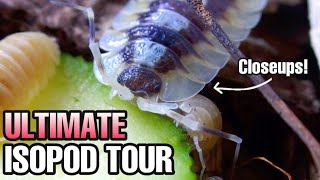 Isopod Collection Tour  Feeding U0026 Watering 34 Types