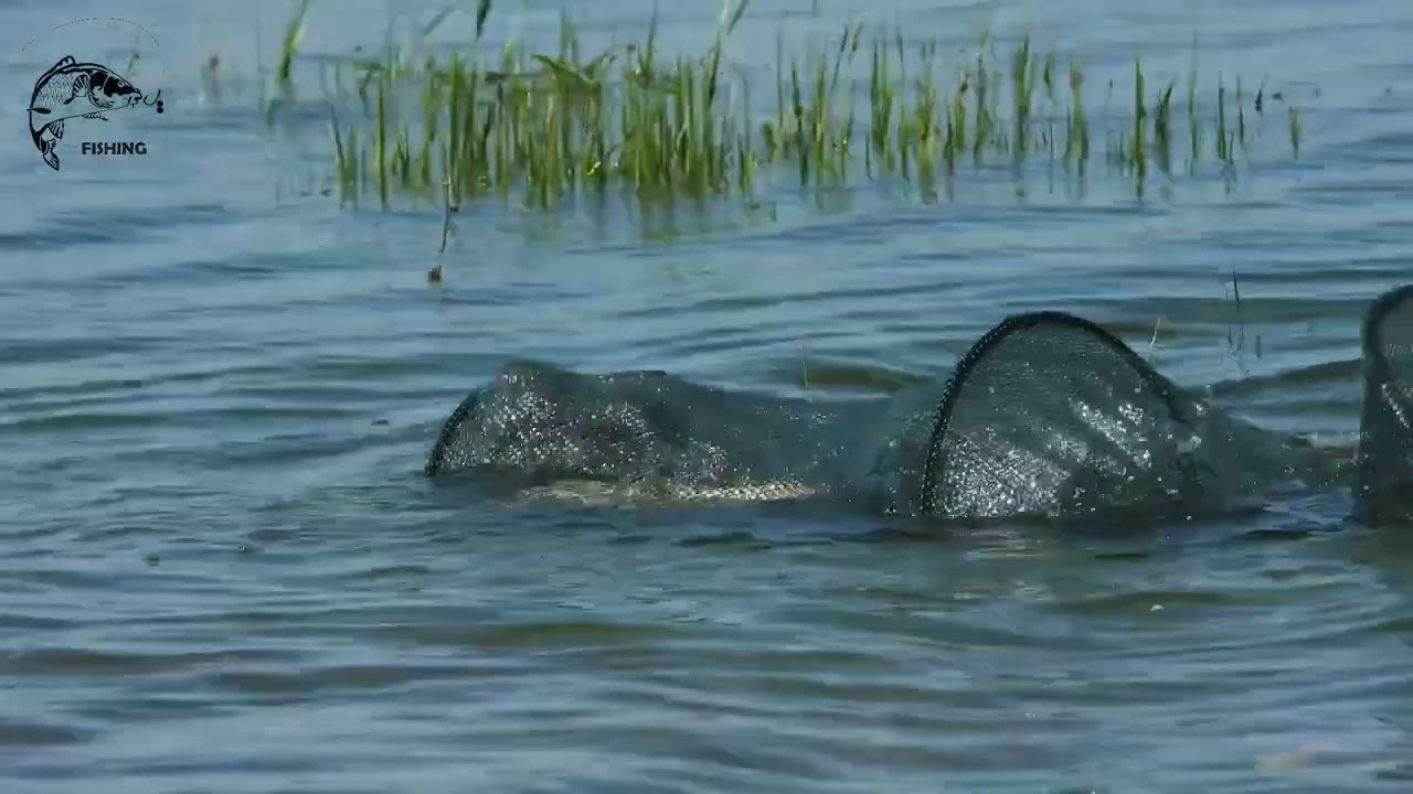 Buško jezero, lov babuške