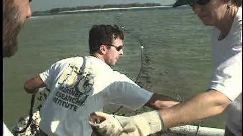 Data Collection - Part III