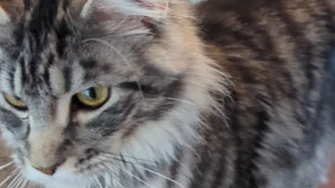 Watch the video about Kittens 1st time outside meets dog so scared #kitten #mainecoon #cat #reels #mainecooncat#catvideos