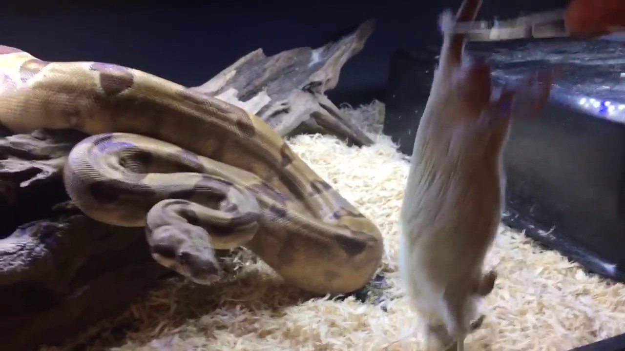snake games Retrieving a rat from a food-aggressive boa