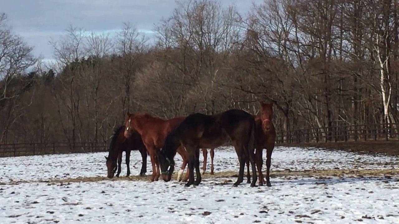 GRANDAME-JAPAN優勝馬のふるさと／グランド牧場（ピンクドッグウッド号）
