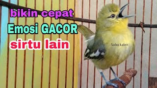 Pancingan burung sirtu cipoh biar cepat bunyi gacor