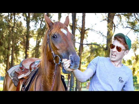 How to STOP a horse BITING in 2 Minutes! (Instant FIX!)