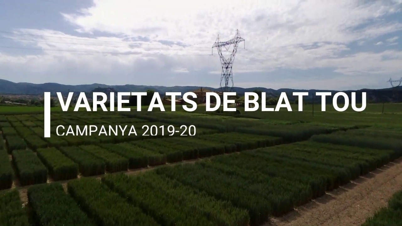 Varietats de blat tou d’hivern. Campanya 2019-20