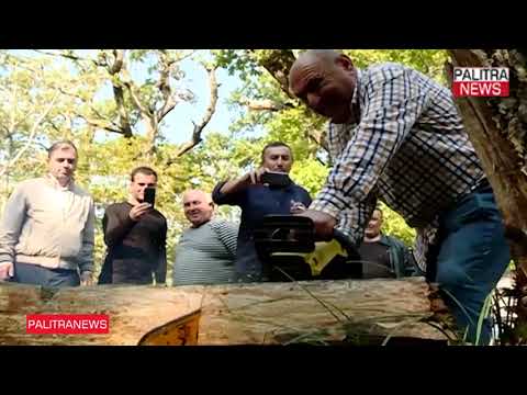 გოგი წულაიას პერფორმანსი საღორიის ტყეში -  ბენზოხერხით დაზიანებული ხეები დაჩეხა