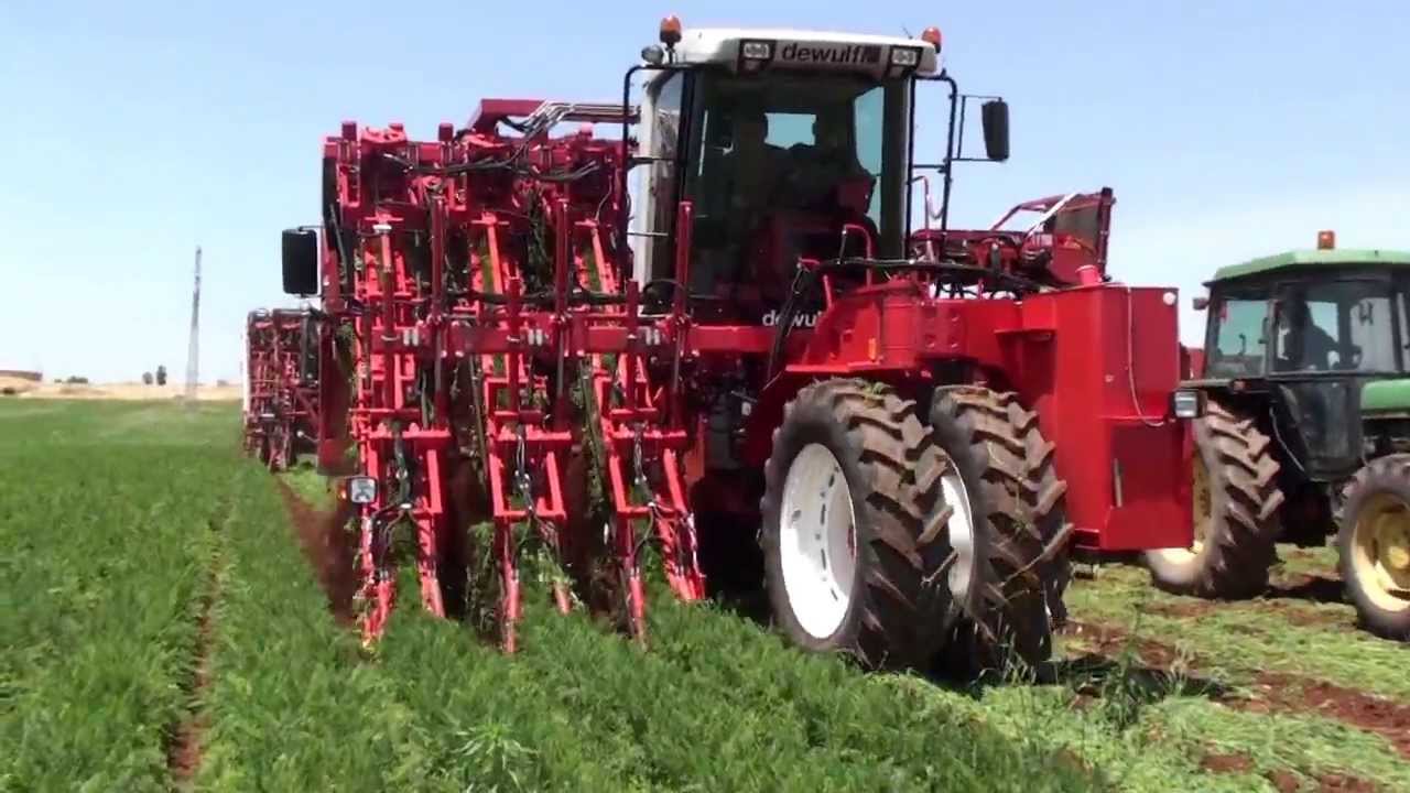 Dewulf ZKIIISE 3row selfpropelled carrot harvester YouTube