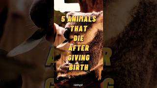 5 Animals That Die After Giving Birth ?? shorts animals mstop5