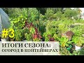 Огород в контейнерах ИТОГИ и Полезные советы / Container gardening / Огород в контейнерах #3