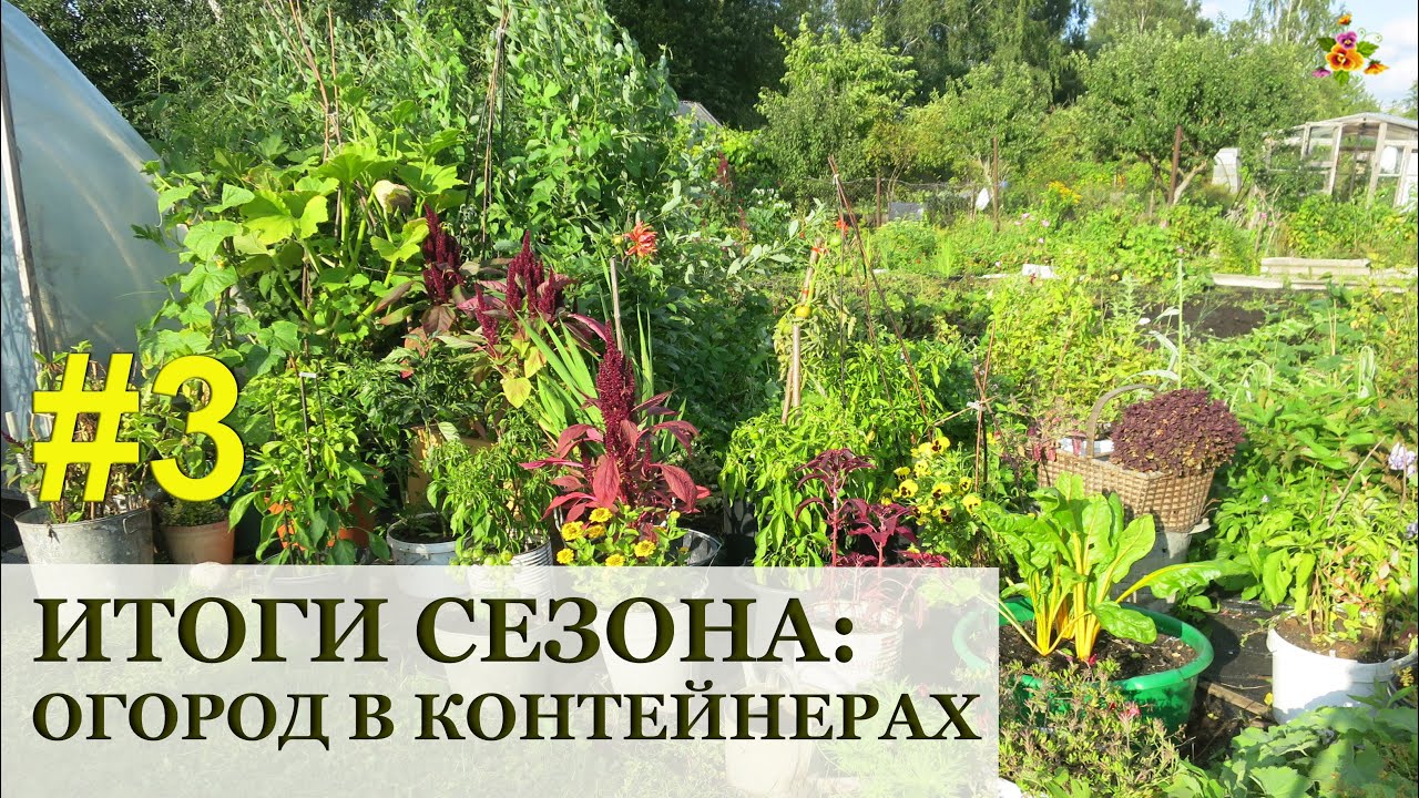 ⁣Огород в контейнерах ИТОГИ и Полезные советы / Container gardening / Огород в контейнерах #3