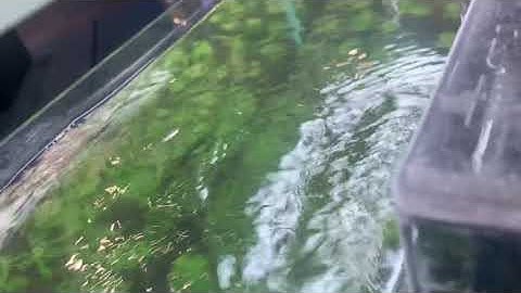 Watch this if your filter gets loud!