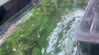 Watch this if your filter gets loud!