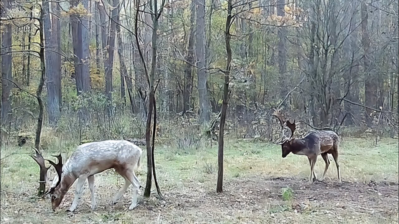 Leśni mieszkańcy cz.82.                                   Daniel.Bekowisko 2024.