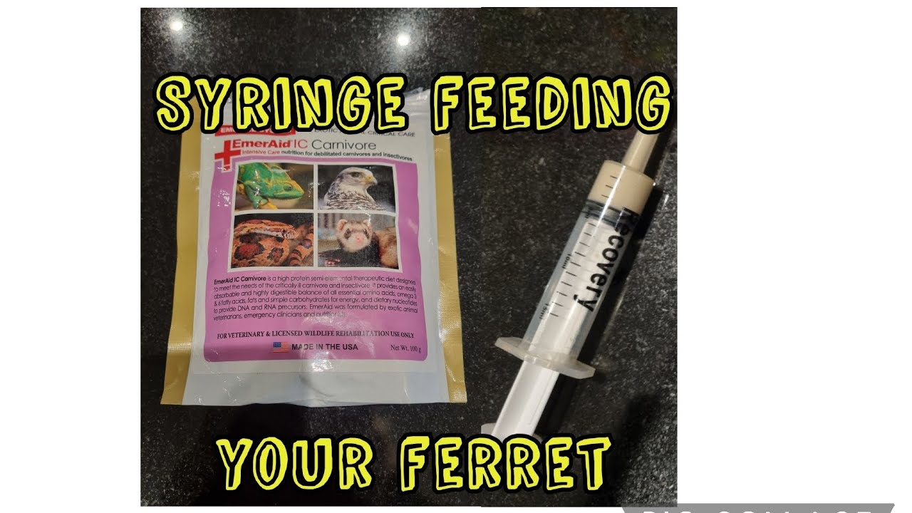 How to Syringe Feed Emeraid Carnivore to your Sick Ferret