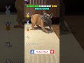 ranking funniest dog reactions #funny #dog #ranking