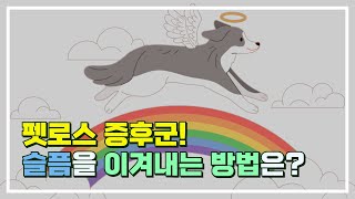 펫로스 증후군: 반려동물의 이별, 어떻게 극복할까요?