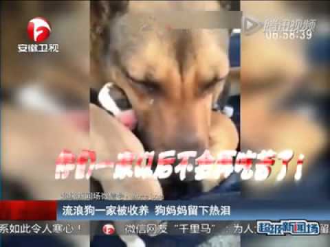 2015 05 11期 流浪狗一家被收养 狗妈妈流下两行热泪   高清在线观看   腾讯视频