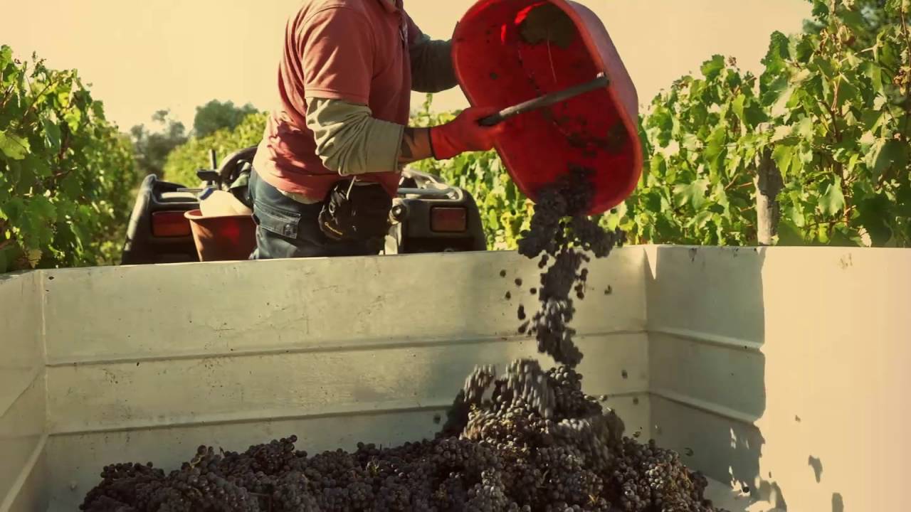 Malenchini Harvest 2016