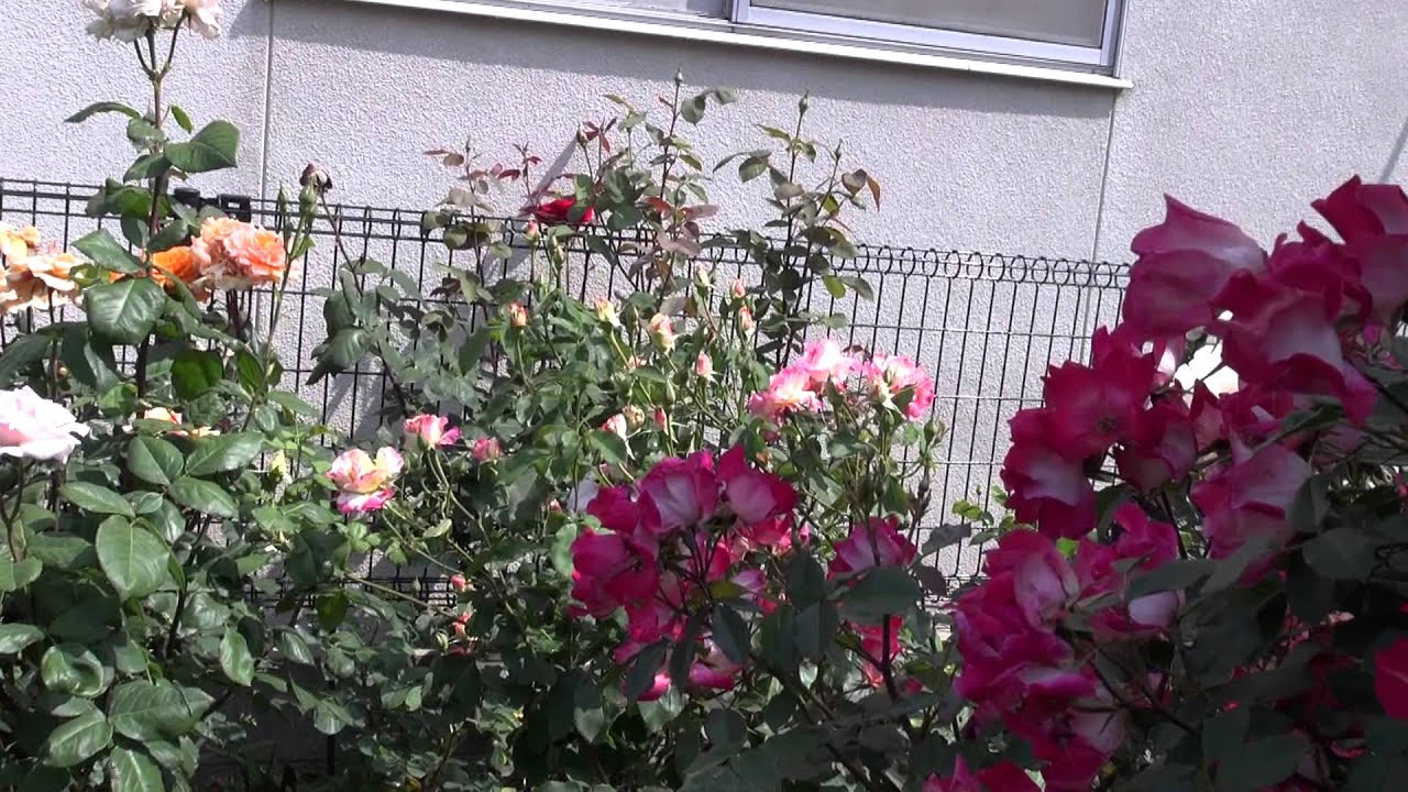 5月23日バラ花壇の様子 SONY HDR-CX720V - YouTube
