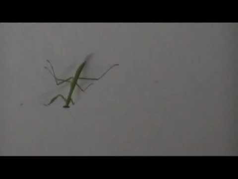 Marilyn Mantis, Magnet and Steel