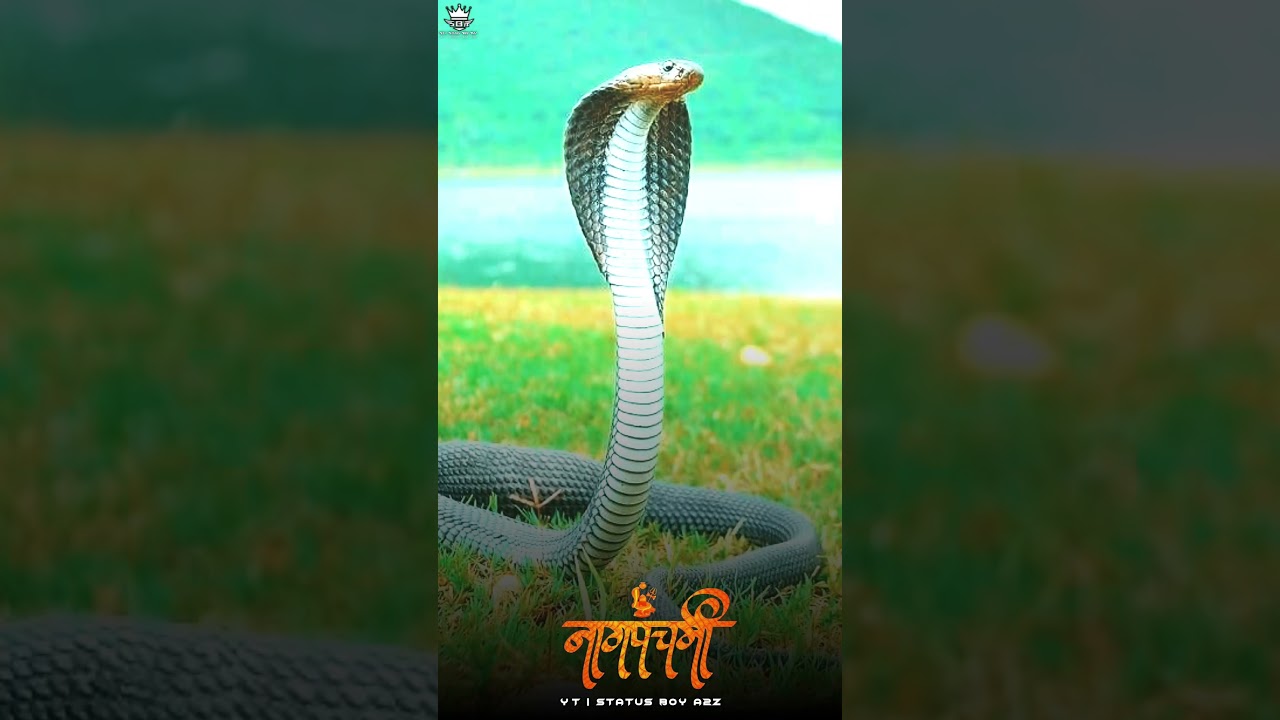 Happy Nag Panchami 2023 - Bholenath Song - 4k, Hd, Full Screen, 60Fps, #nagpanchami #trendingshorts