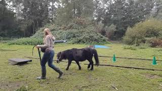 Swa horse agility coaching week 6