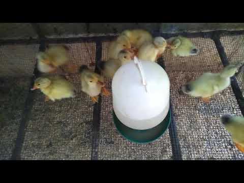 Video phương pháp úm vịt con mới nở đúng cách. - youtube