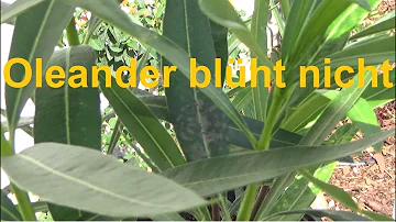 Wie bekomme ich einen Oleander zum Blühen?