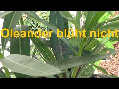 Video: Gründe dafür, dass Oleander nicht blüht - Wie man Oleanderblumen bekommt