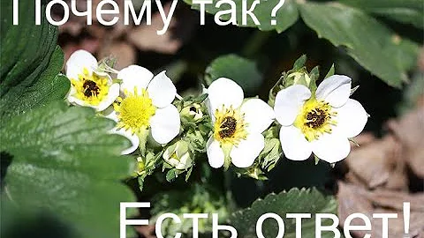 Почему цветы клубники и земляники чернеют в серединке? Причины и решение. Что делать с этими цветами