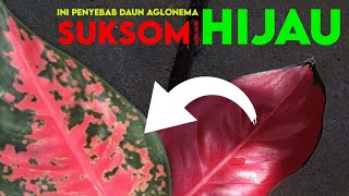 WHY AGLONEMA SUKSOM JAIPONG LEAVES TURN GREEN? HERE'S HOW TO TREAT IT SO THEY BECOME RED AGAIN.