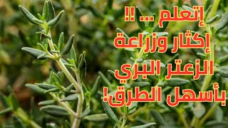 أسهل طريقة لاكثار الزعتر البري في المنزل - Wild thyme plant