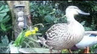 Mallard Ducks On Spring Sunday Visit To My Cottage Garden Scone Perth Perthshire Scotland