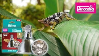 deep heat projector arcadia