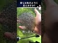 この男性はカエルのミニ軍を作成しました