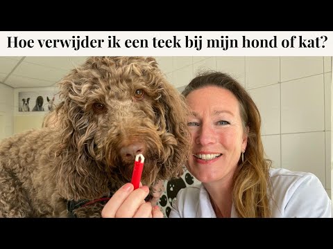 Video: Honden veilig houden in een garage