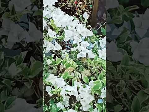 Beautiful White Bombels Shortvedio Subscribes