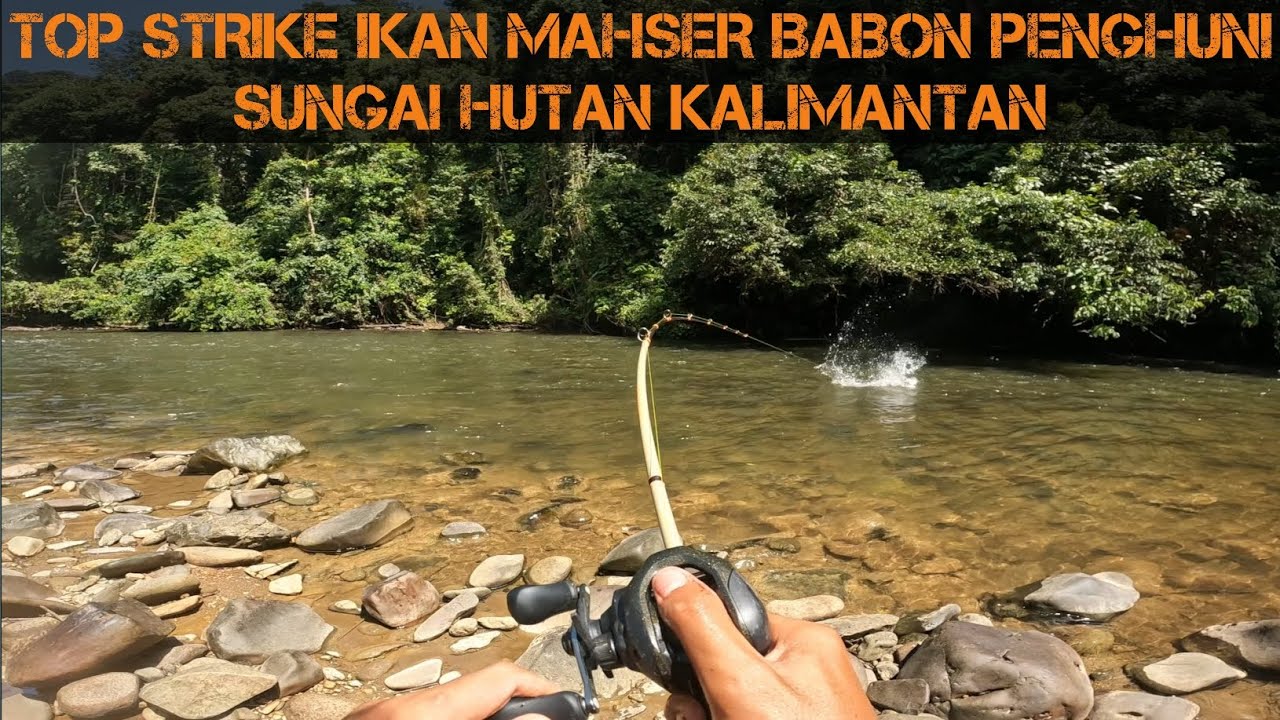 RECAP STRIKE IKAN MAHSER MONSTER PENGHUNI SUNGAI ARUS DERAS