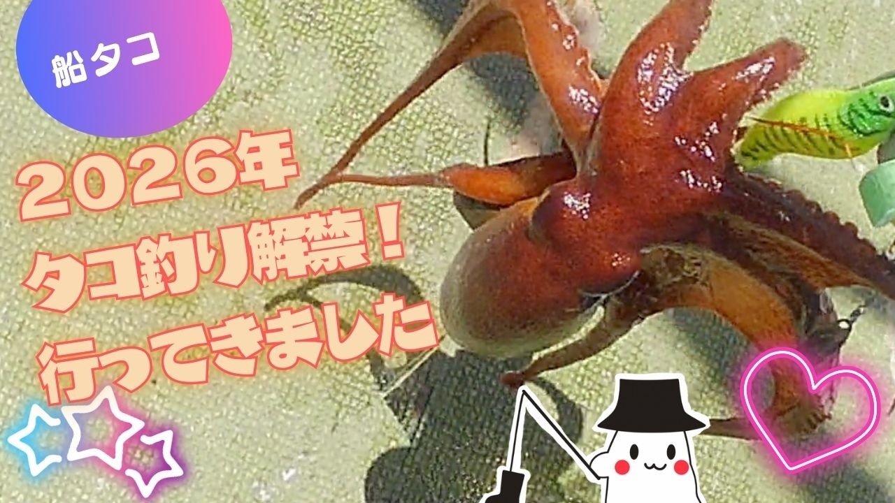 The octopus fishing season has opened in Akashi! I tried my luck