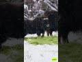 Musk Ox Teamwork How They Survive the Arctic Together #animallovers