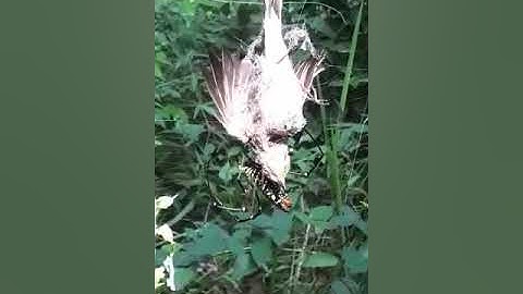 Xov xwm txawv heev 2020 tsi tau pom dua