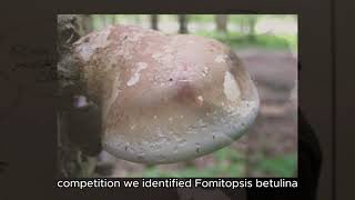 Chimera Mycology Team - MycOtzi