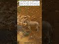 تناقص اعداد الحمير التي كان لها دور كبير في المزارع    مزرعة