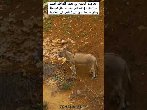 تناقص اعداد الحمير التي كان لها دور كبير في المزارع Zenahplants Shortsvideo Nature مزرعة 