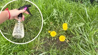 Spray dandelions on your lawn. They will disappear within a few hours by Clever Hacks 570 views 3 days ago 9 minutes, 20 seconds
